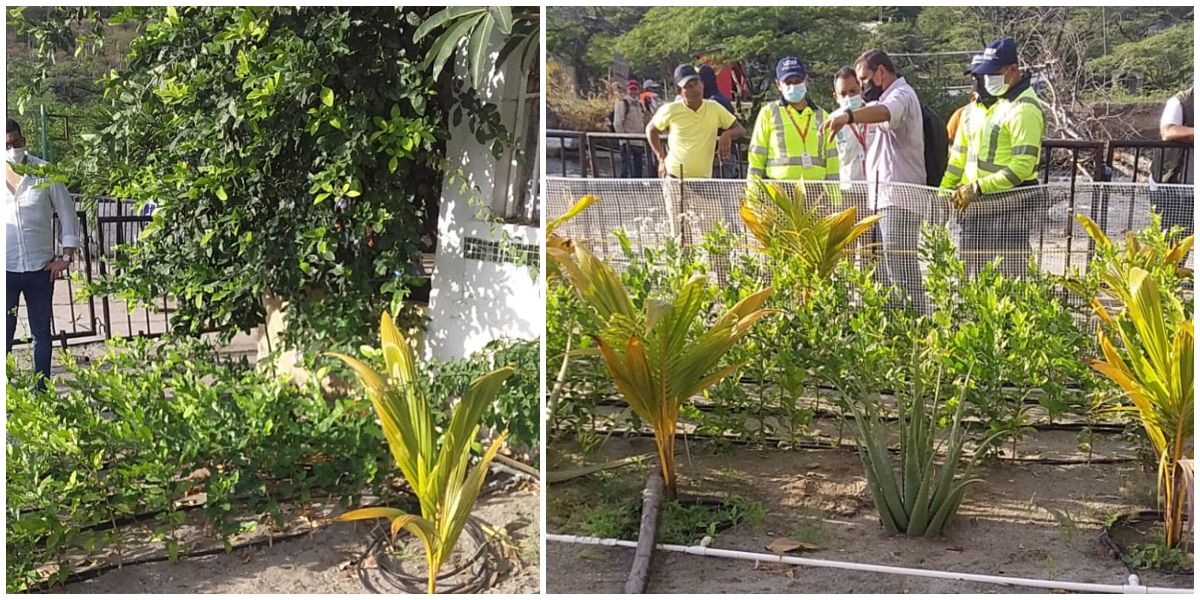 Este fue el jardín que retiró la autoridad distrital para continuar con obras de recuperación del Camellón de El Rodadero.