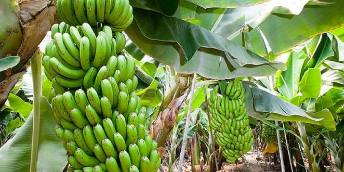 Cortesía El fusarium r4 fue identificado en cultivos de banano caverdish.