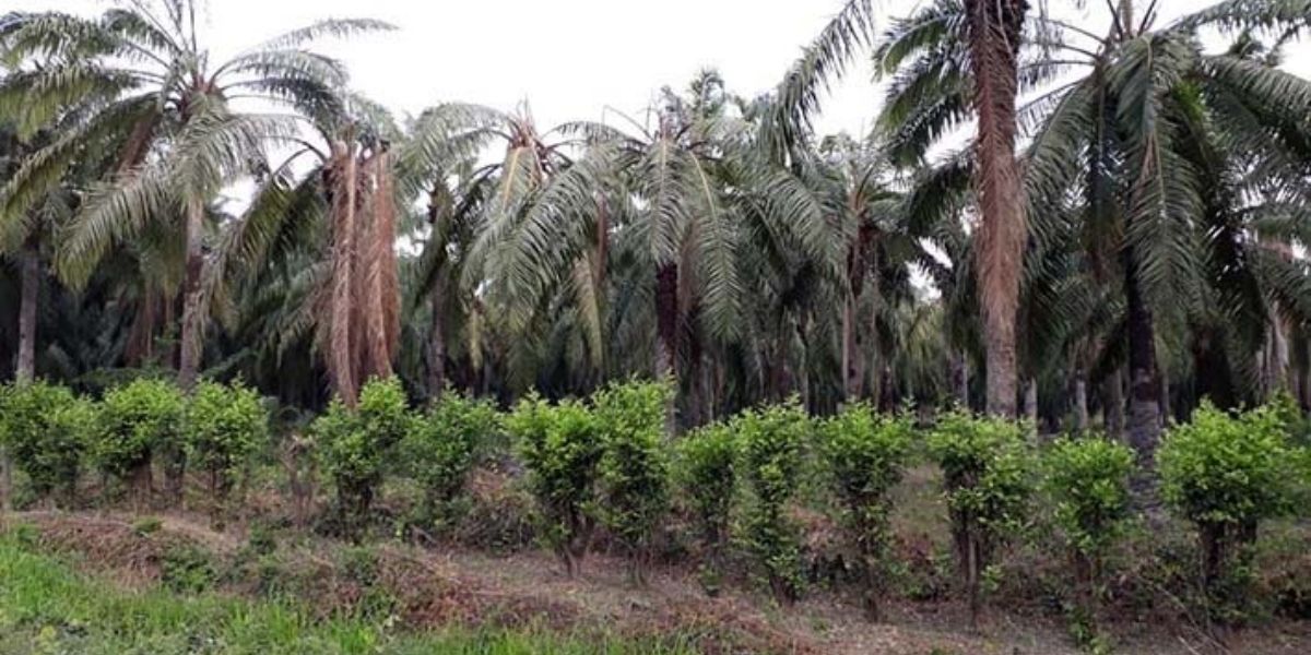 Biodiésel de aceite de palma reafirma su compromiso con el cambio climático.