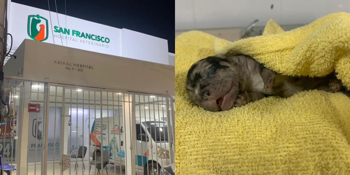 El cachorrito murió en la Clínica San Francisco. 