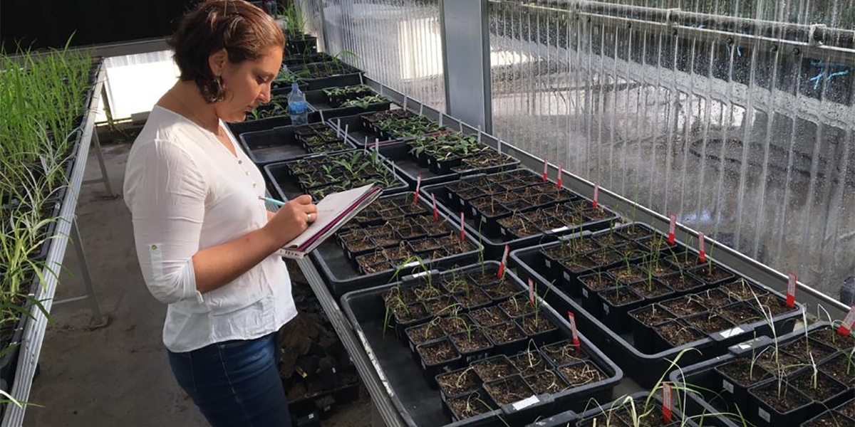 Los estudios buscan evaluar la relación entre herbicidas y sistemas agrícolas.