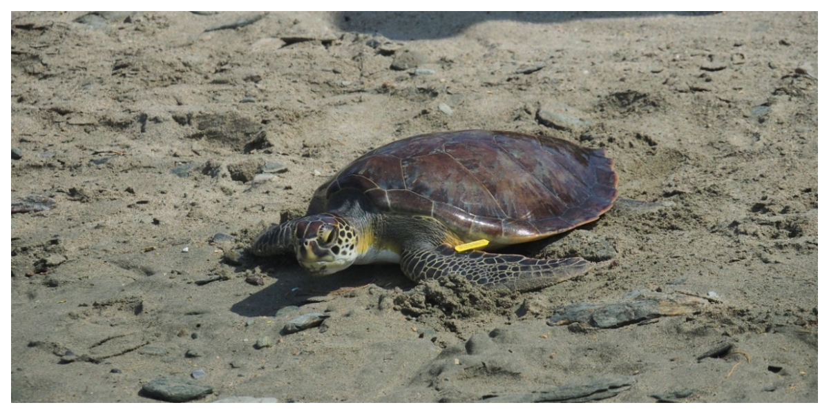 Las tortugas fueron rescatadas en el 2020 por el equipo de expertos del Centro de Atención de Fauna Marina.