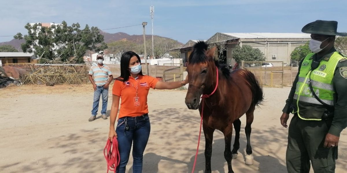 Caballo rescatado en Villa Betel.