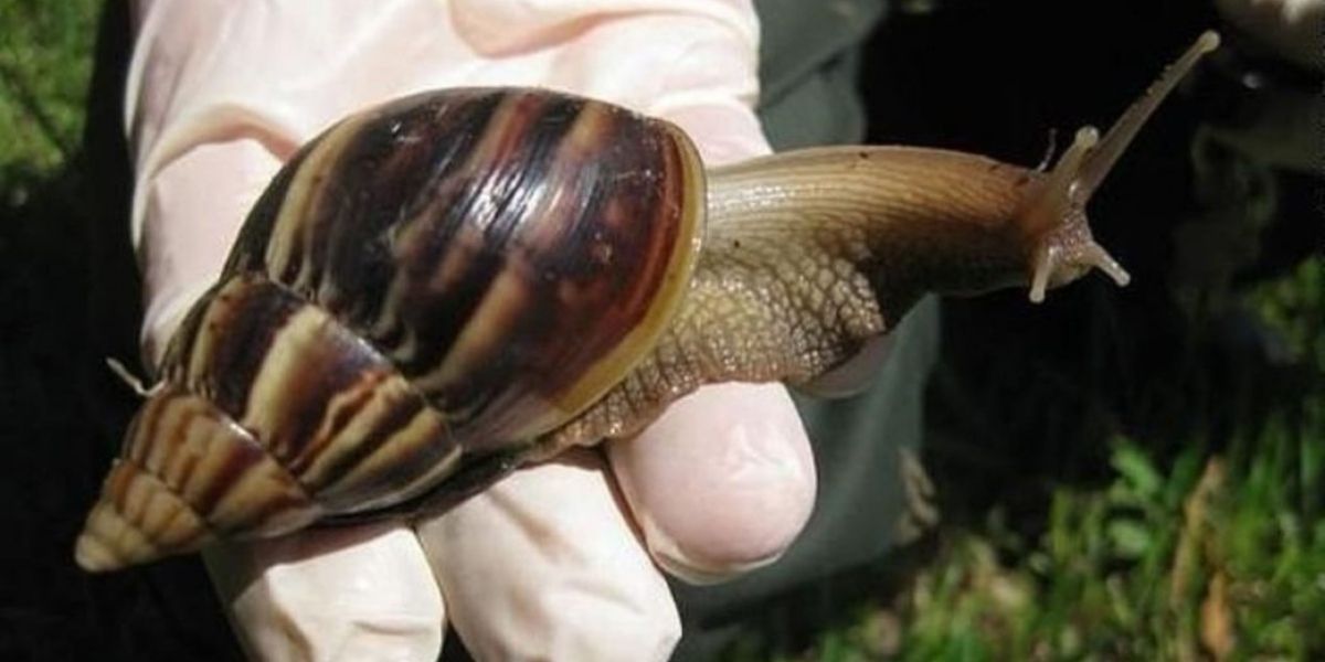 Caracol africano.