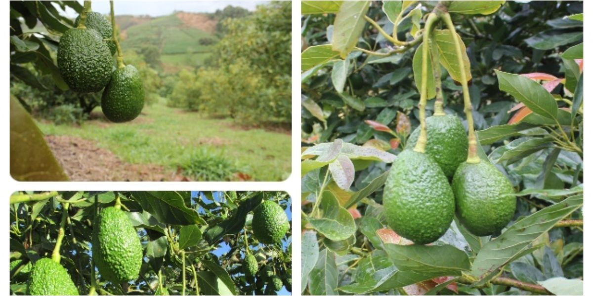 Con el envío de 1.600 kilos de aguacate Hass a Corea del Sur, Colombia exporta calidad, sabor y competitividad.