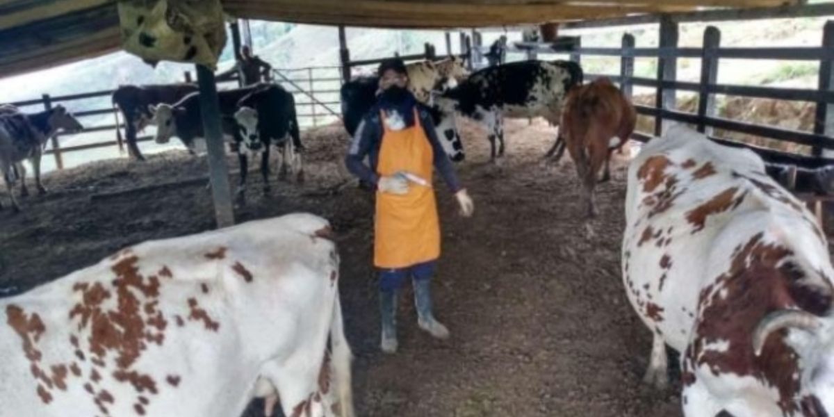 El ICA amplió ciclo de vacunación contra la fiebre aftosa y la brucelosis bovina en algunas partes del país.