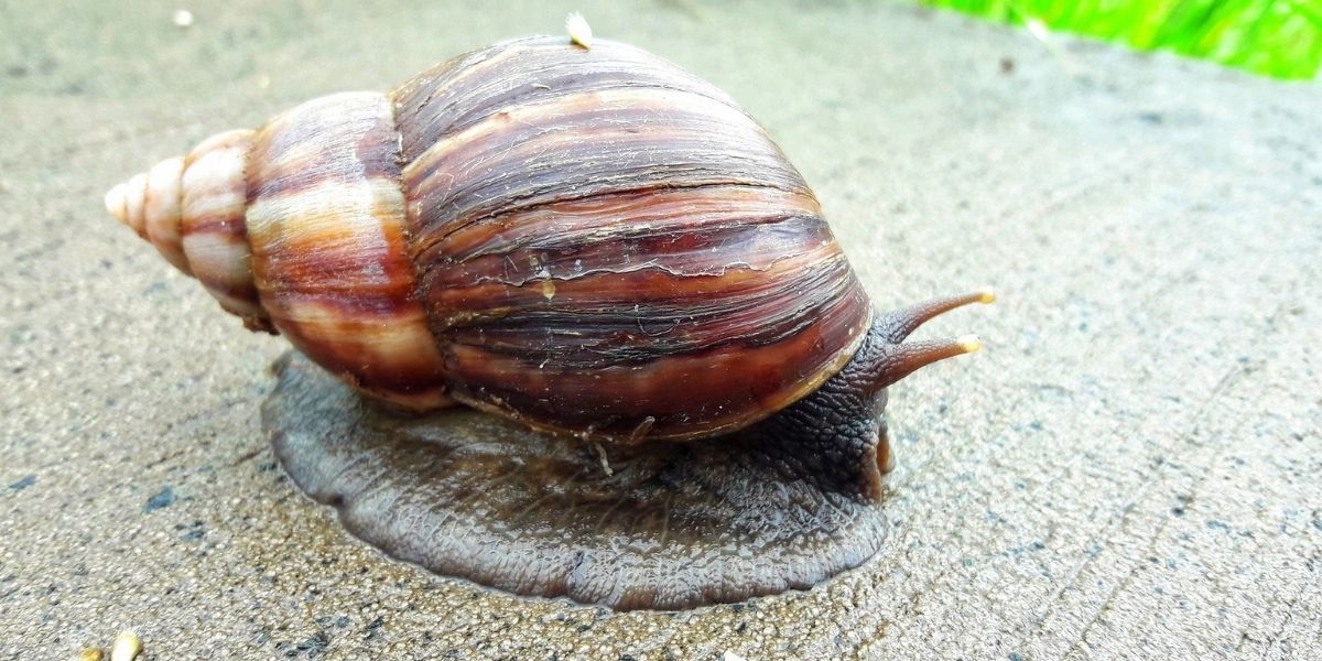 Caracol africano.