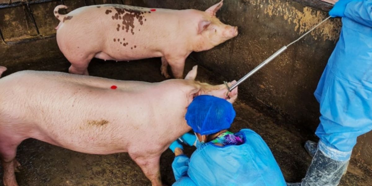 La PPA es una enfermedad que no se trasmite al ser humano por el consumo de carne porcina.
