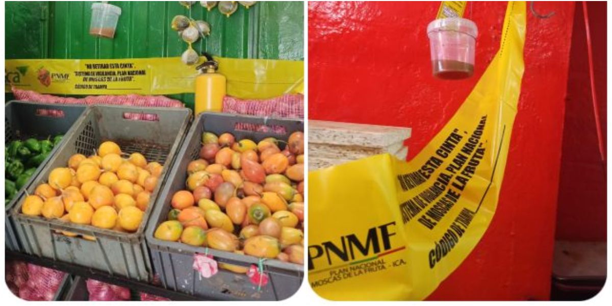 ICA Con el propósito de vigilar y controlar la presencia de la plaga conocida como las moscas de la fruta.