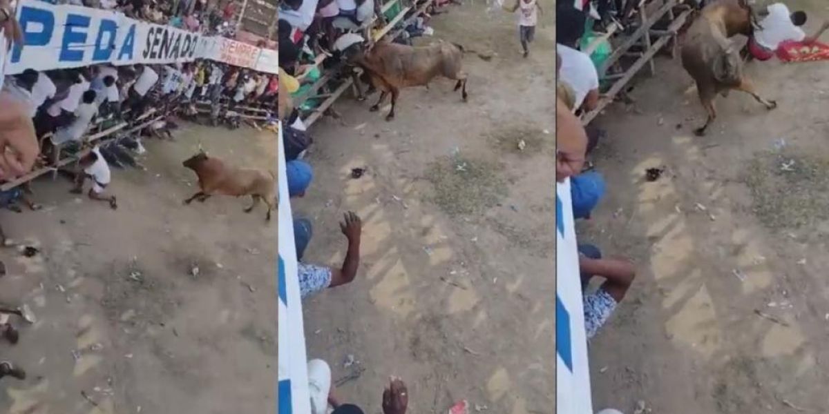 Momento en que el toro ataca al hombre y lo mata.