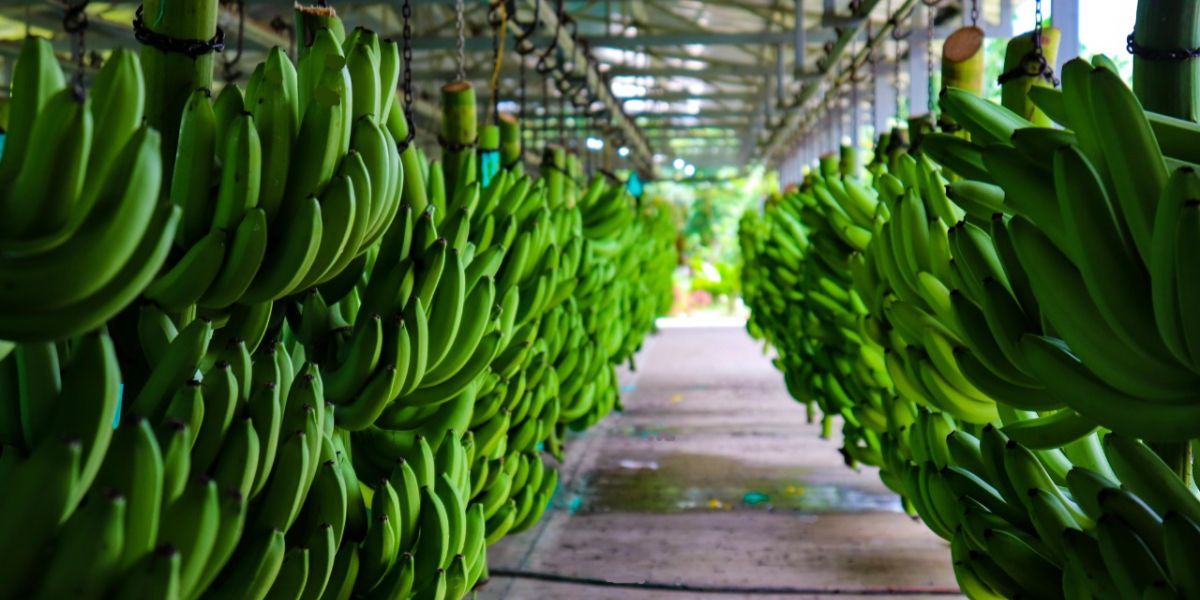 Las exportaciones banano a nivel nacional crecieron 0.8% respecto al 2020.