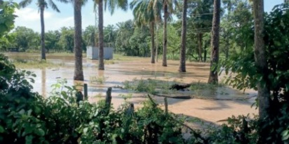 Así están algunas plantaciones. 