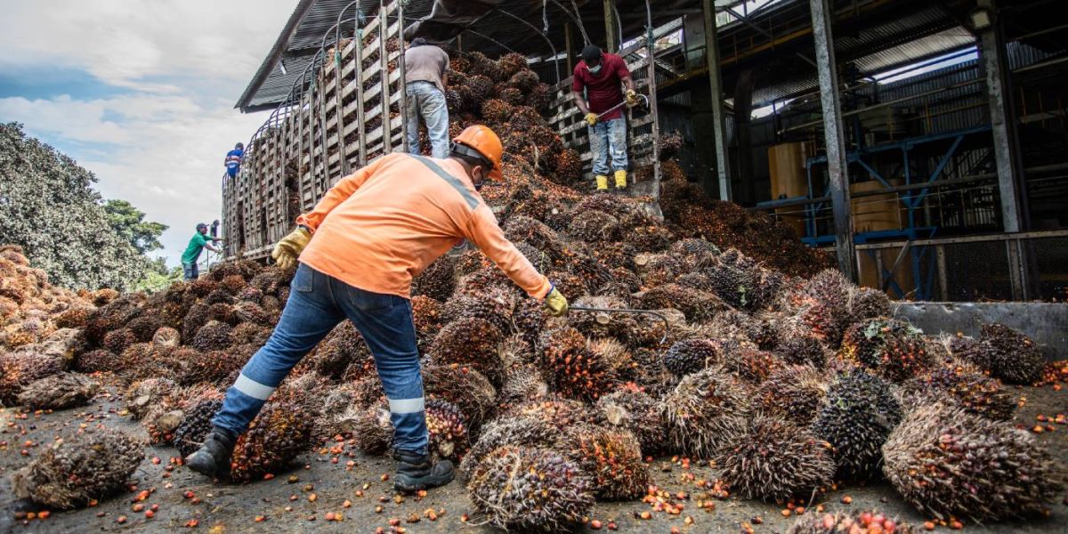  En lo corrido del año la producción de aceite de palma alcanzó 1.502 mil toneladas.