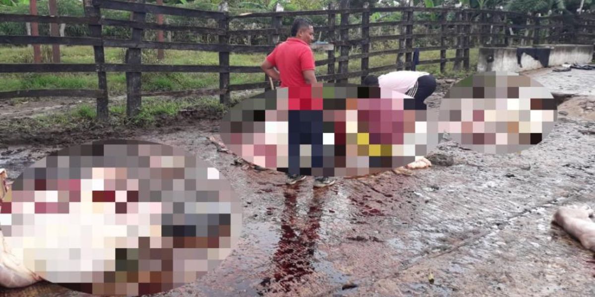 8 vacas recién paridas fuero sacrificadas.