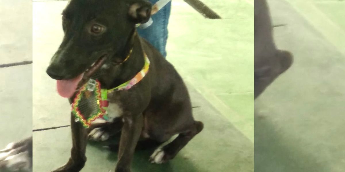 Cortesía Bruno, el perrito que falleció.
