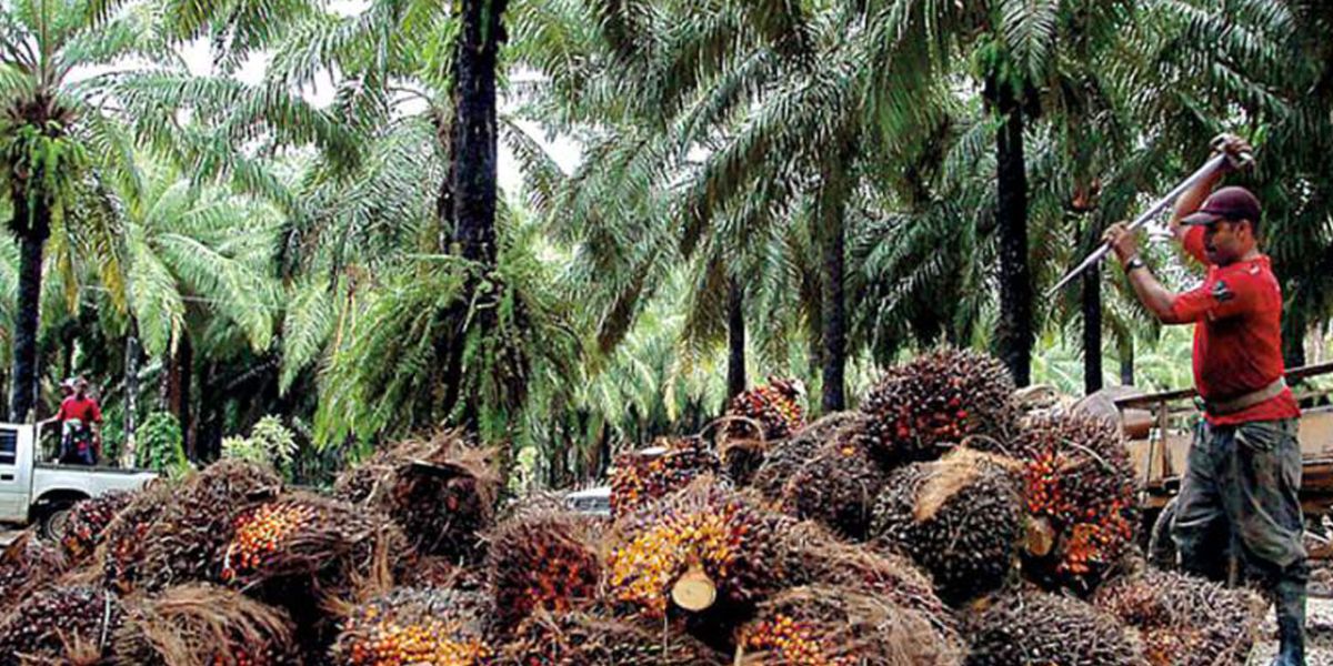 Agroindustria de la palma de aceite logra cifras récord en producción.