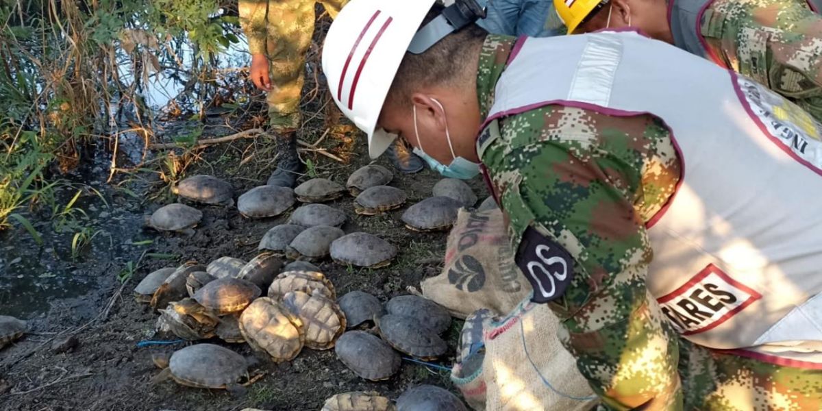 La recuperación de las tortugas fue lograda mediante labores de control y registro por parte de soldados.