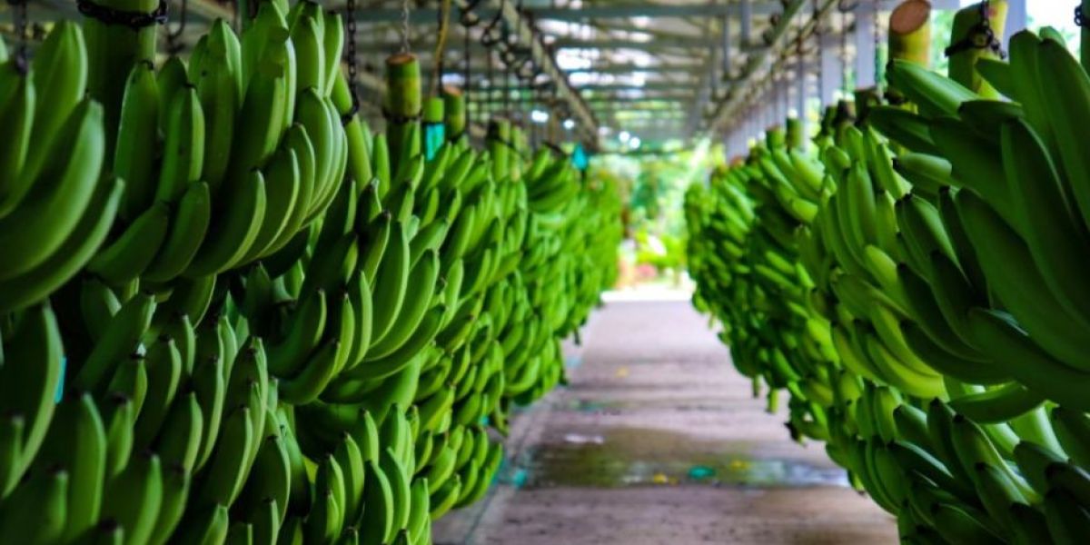 Los líderes gremiales se desplazarán a Berlín para participar en la feria “Fruit Logística” que se realizará del 5 y el 7 de abril.