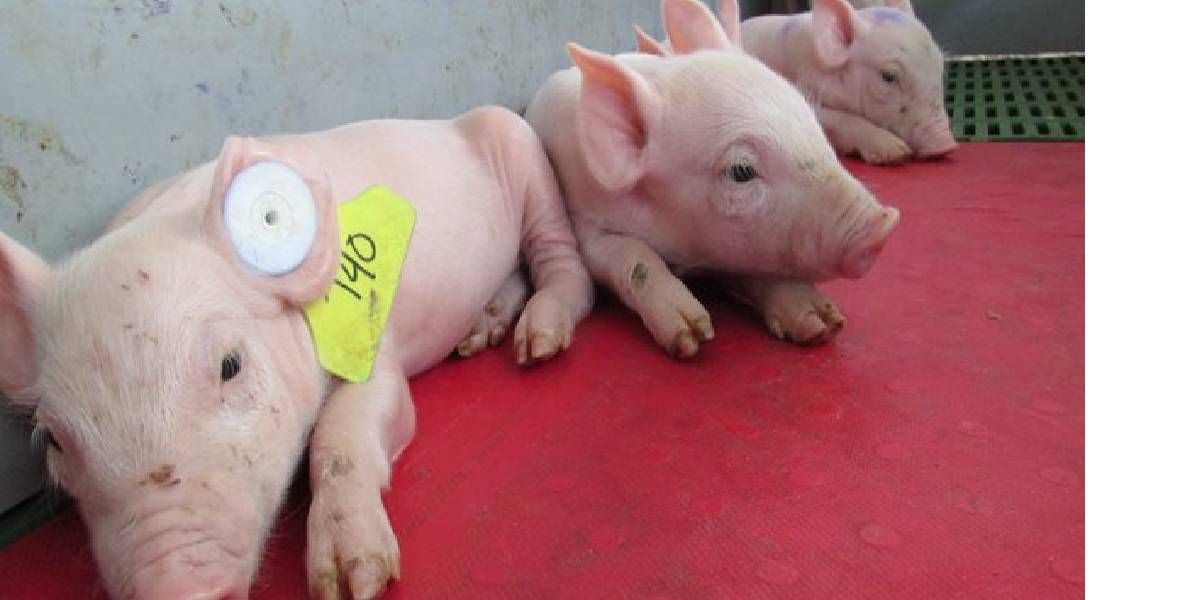ICA Sobre las enfermedades que afectan la especie porcina.