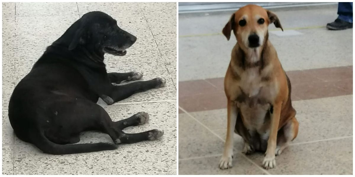 Trump (izq) y Noa son los dos perros que están sentenciados si no salen de la Terminal de Transportes.