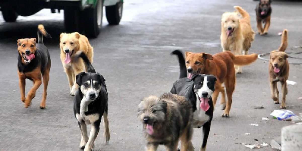 Animales en situación de calle