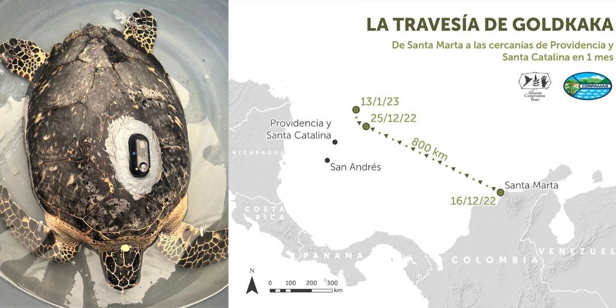 Archivo. Goldkaka, la Tortuga Carey.