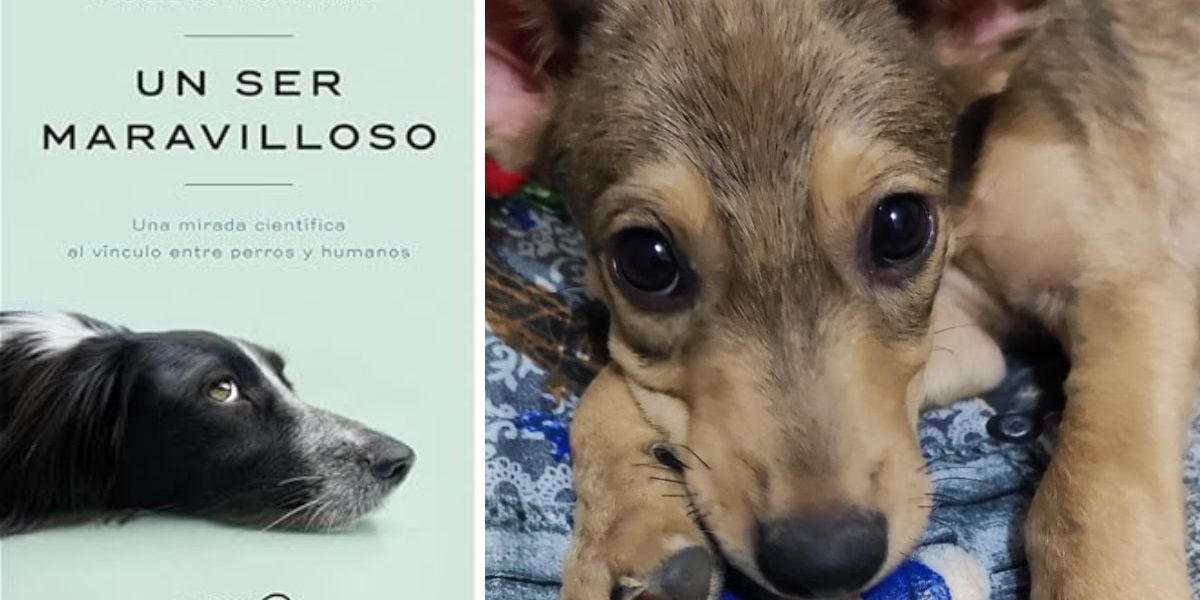 El libro brinda una mirada científica a la relación entre perros y humanos.