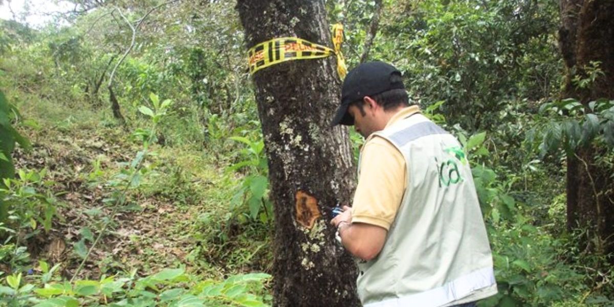 ICA: hace advertencia por extravío de guías de movilización de madera