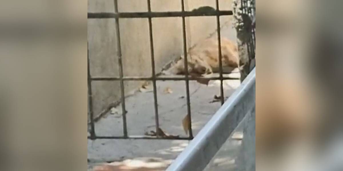 Perrito que fue arrojado en contenedor tras su muerte.