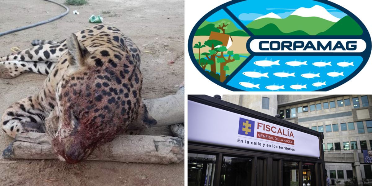 Seguimiento.co El jaguar fue atacado en zona rural de Ciénaga.