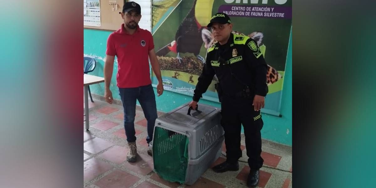 El tigrillo fue entregado a las autoridades en Sitionuevo.