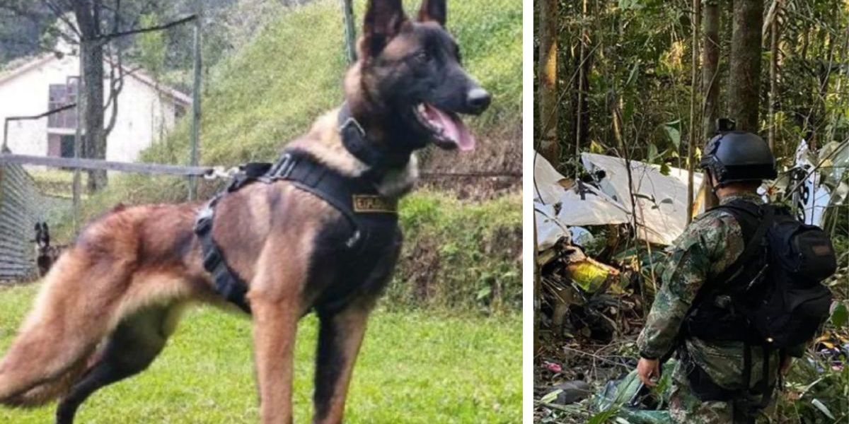 Cortesía Wilson, el perrito del Ejército Nacional