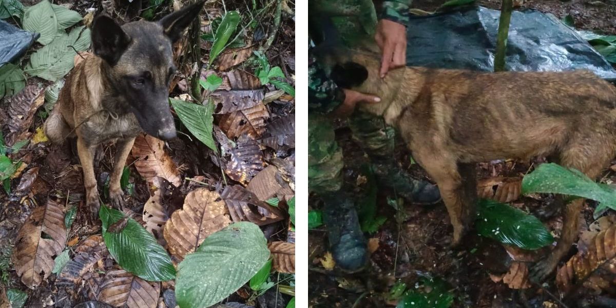 Perrito encontrado en la selva de Caquetá
