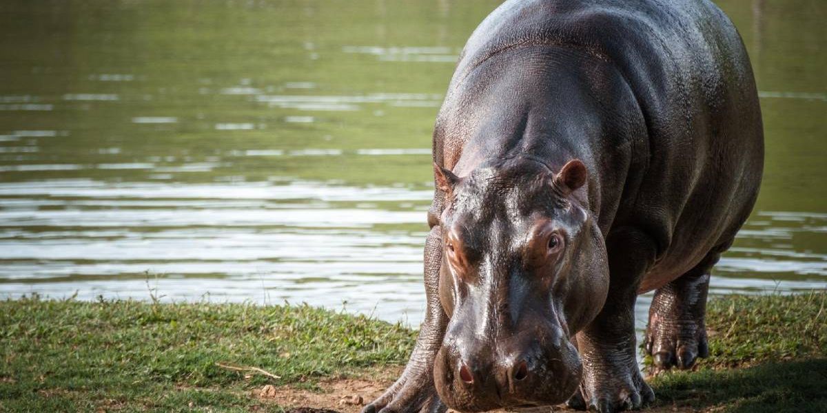 Hipopótamo en Colombia.