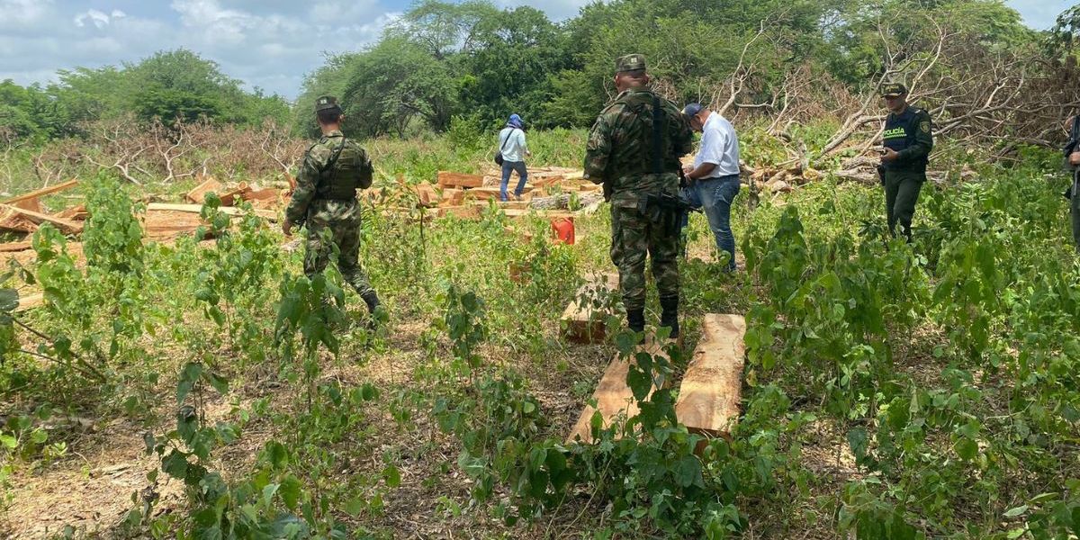 Incautación de madera en El Piñón. 