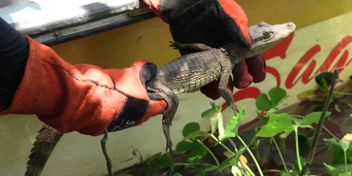 Corpamag Corpamag libera animales silvestres en Ciénaga Grande de Santa Marta.