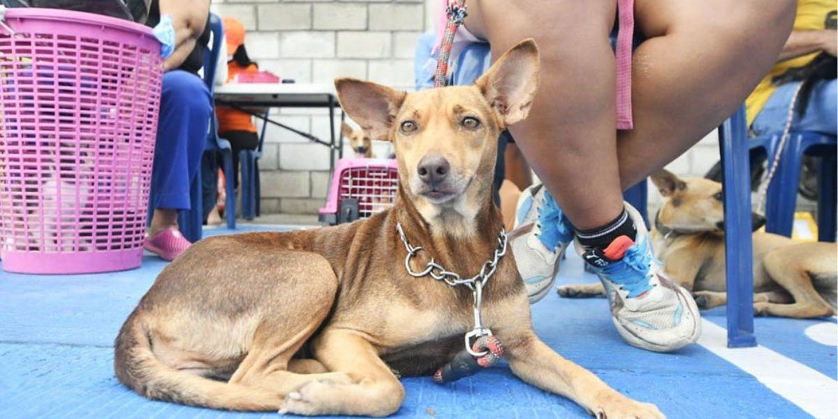 Esterilización de perros y gatos en Santa Marta