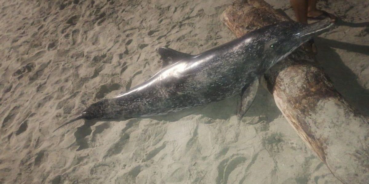 Cortesía Delfín hallado en Puerto Gaira