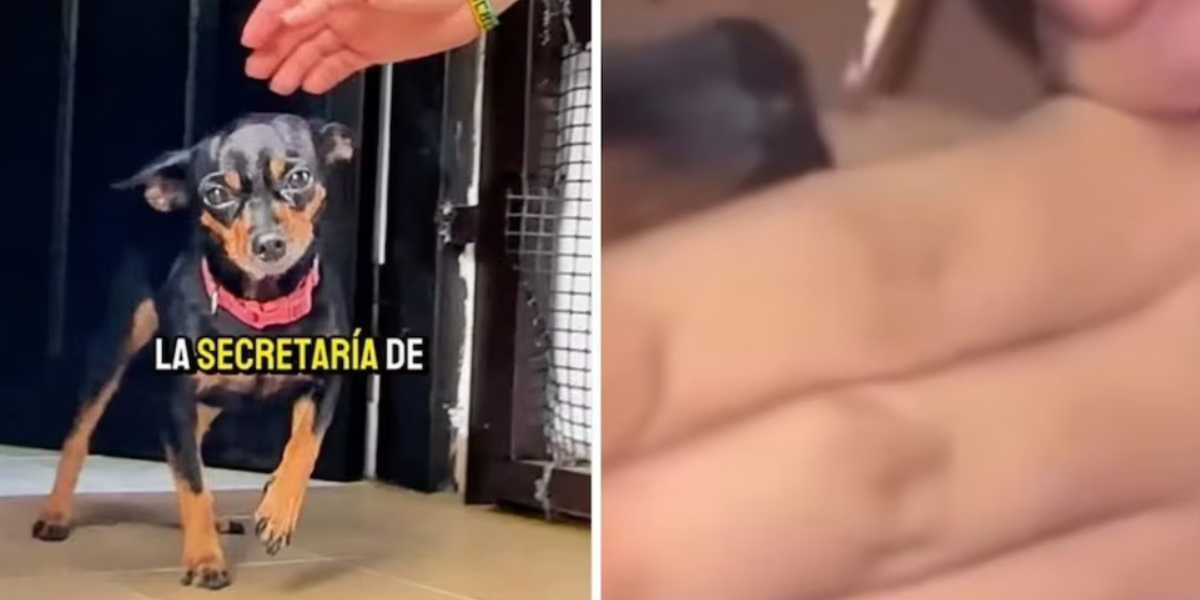 perrita rescatada.