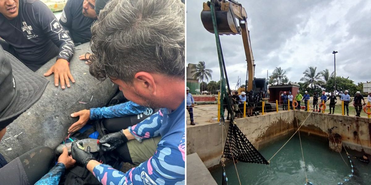Corpamag Rescate del manatí sobrado de tiburón