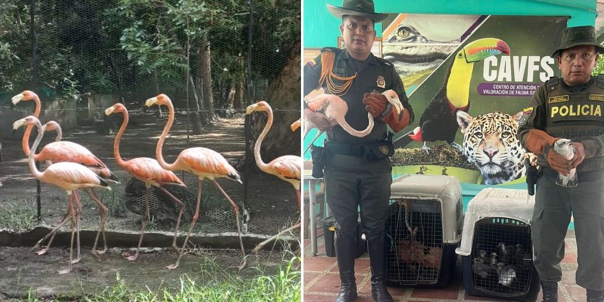 cortesía. Recuperación de aves en un patio de una vivienda en Sevillano