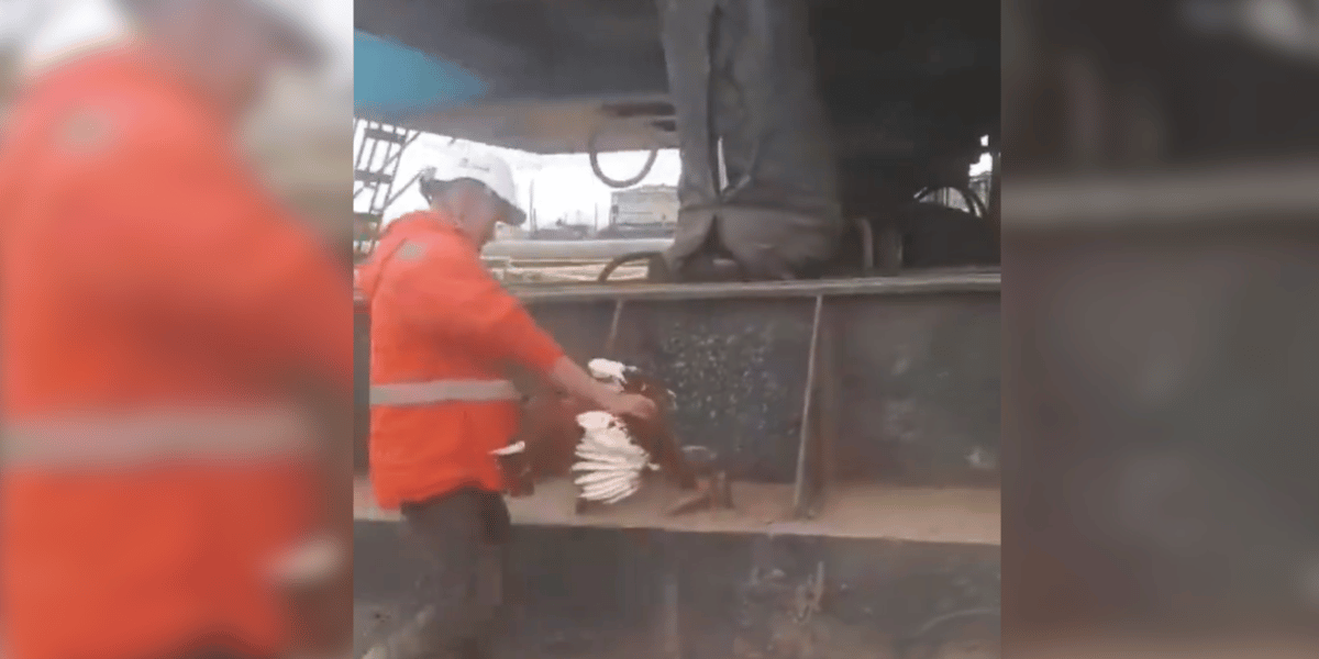 Metro de Bogotá Sacrificio de animales