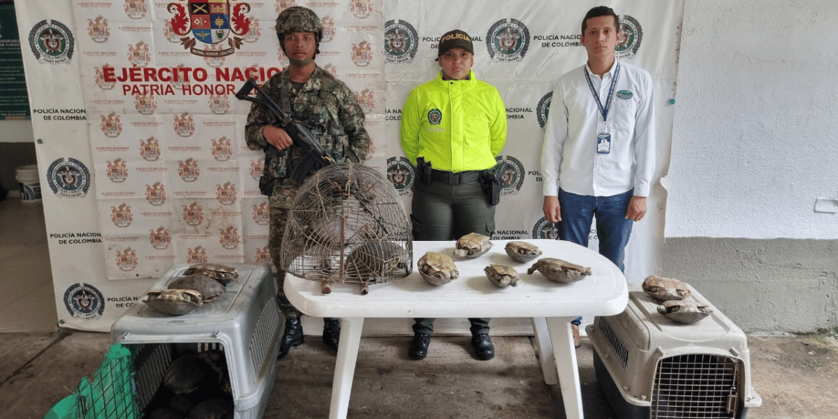 Policía Nacional-Corpamag 47 hicoteas fueron rescatadas del trafico ilegal en el Banco, Magdalena