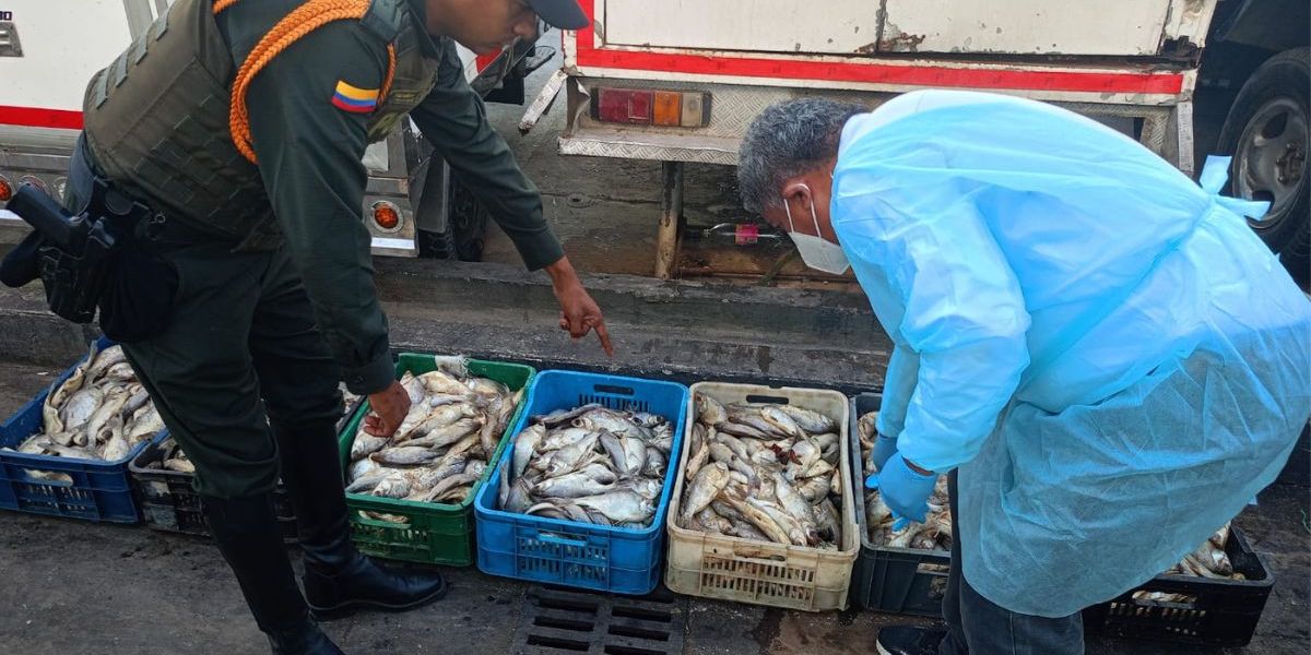 Incautación de pescado en mal estado.