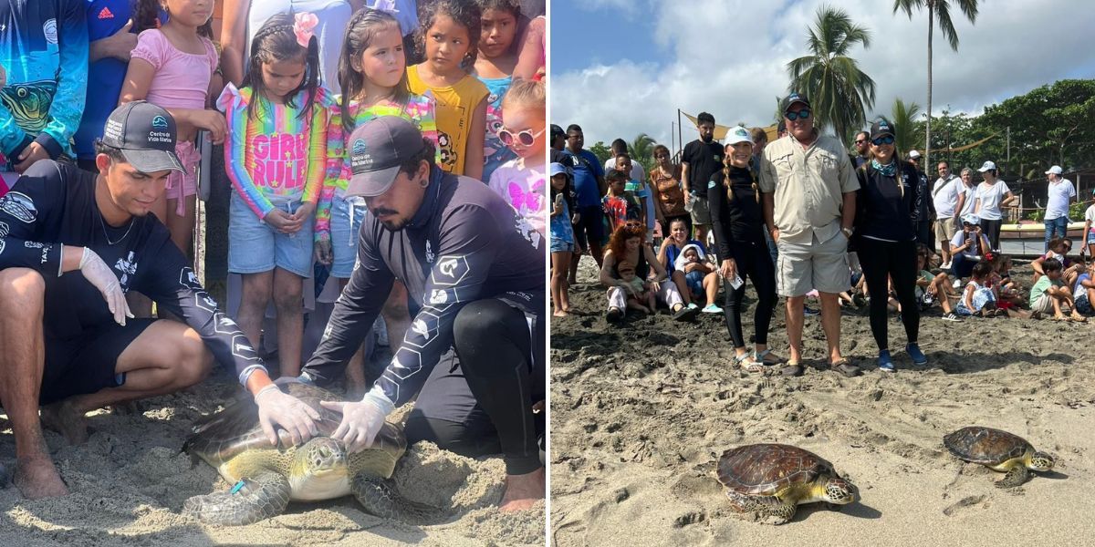 Liberación de Tortugas en playas de Mendihuaca.