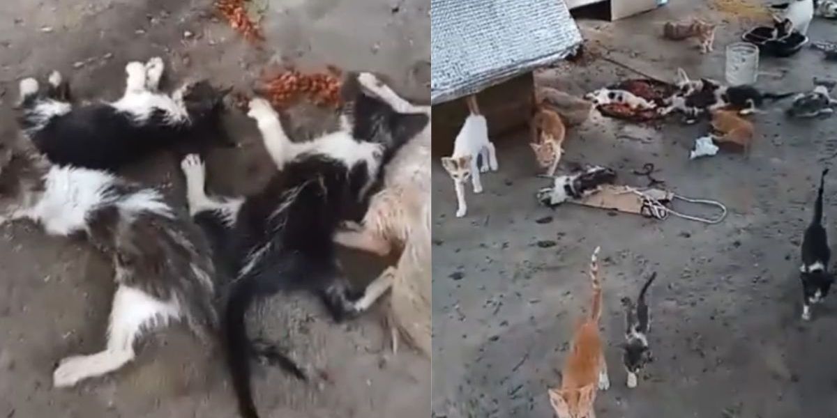 Envenenamiento de gatitos en el Polideportivo