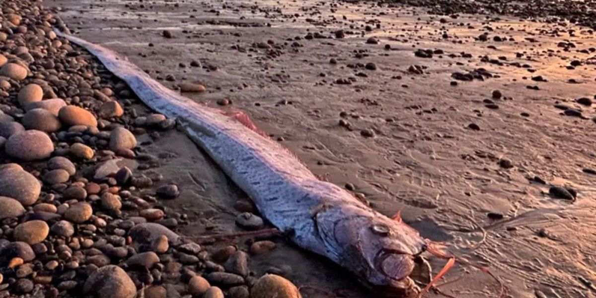 Aunque algunas creencias lo vinculan con terremotos, expertos descartan cualquier relación científica y apuntan a factores ambientales como posible causa de su aparición en aguas superficiales.