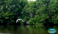 Manglares de la Ciénaga Grande de Santa Marta. 