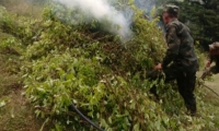 Miembros del ejercito destruyen planta de coca.