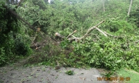 Caída de árboles en el Parque Tayrona